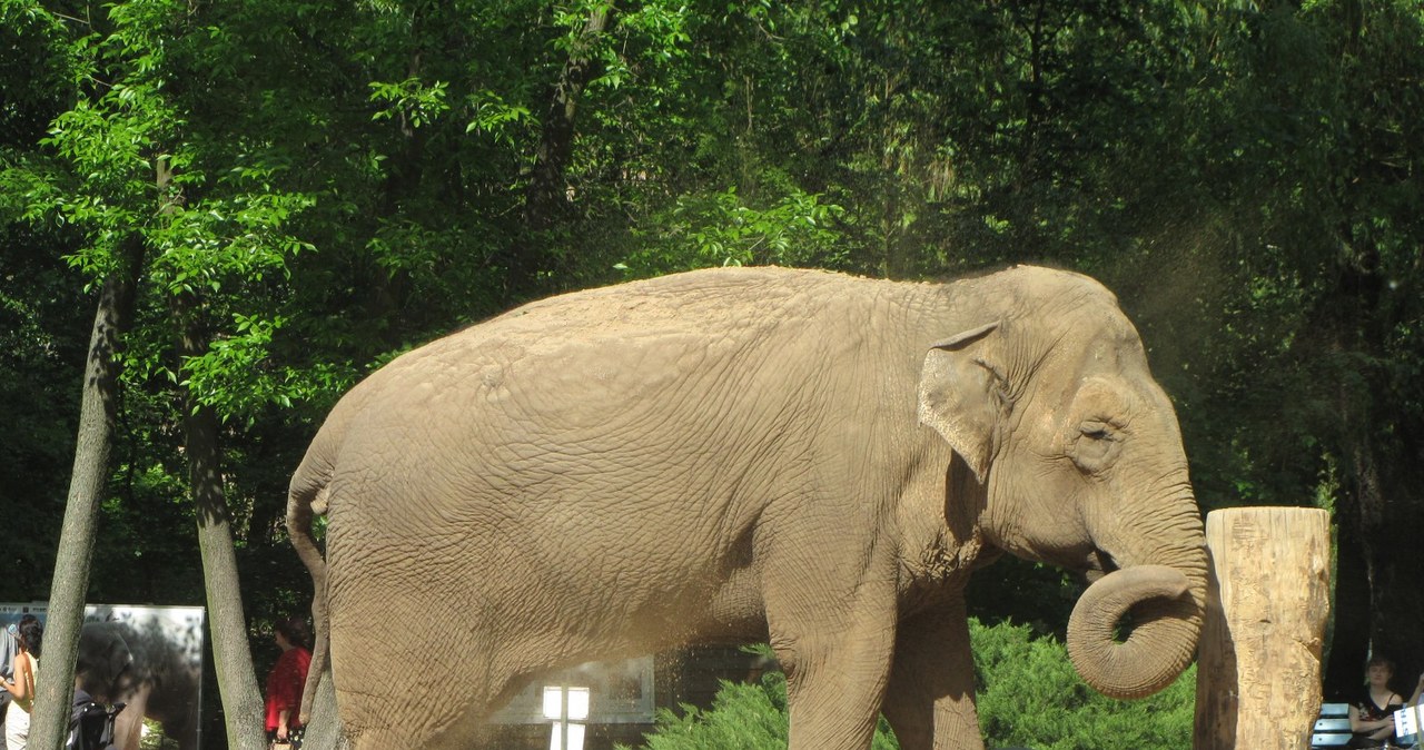 50. urodziny słonicy Magdy z łódzkiego zoo