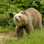 500 niedźwiedzi w Karpatach do odstrzału. Przyrodnicy biją na alarm