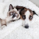 500 plus na psa i kota. Tobie też przysługują dodatkowe pieniądze?