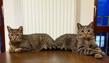 500 plus na psa i kota. Właściciele dostają dofinansowanie z samorządów