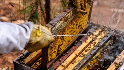 ​500 tysięcy martwych pszczół. Szokujące odkrycie w gospodarstwie