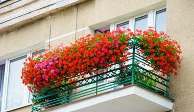 500 zł mandatu za kwiaty na balkonie. Co poszło nie tak? 