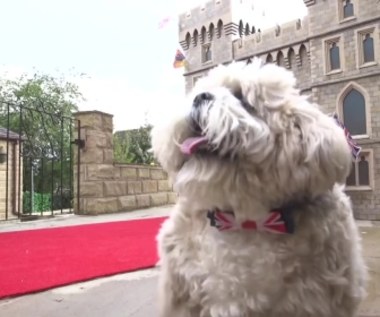 5000 funtów za zamek dla psa. Buda repliką Zamku Windsor