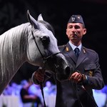 501 tys. euro za konie na aukcji Pride of Poland w Janowie Podlaskim