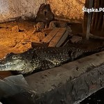54-latek trzymał krokodyle na prywatnej posesji. Grozi mu 5 lat więzienia