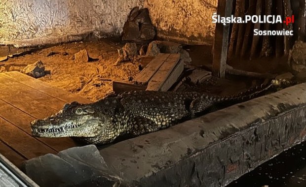 54-latek trzymał krokodyle na prywatnej posesji. Grozi mu 5 lat więzienia