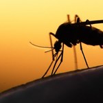 6 domowych sposobów na odstraszenie komarów