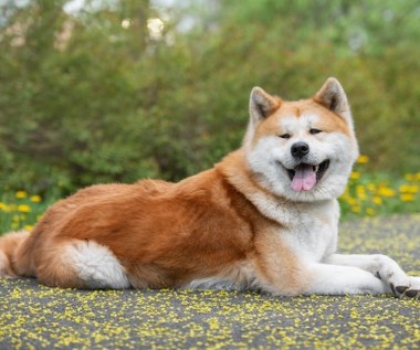 6-latka pogryziona przez psy rasy Akita Inu