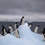 6 milionów pingwinów białookich w Antarkyce