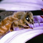 6 osób zginęło przez pszczoły!