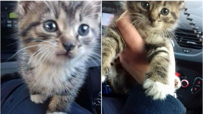 6-tygodniowy kotek uratowany spod maski samochodu. Przygarnął go policjant