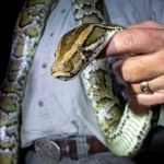 60 pytonów w 10 dni. Pierwsza kobieta wygrywa zawody w zabijaniu węży