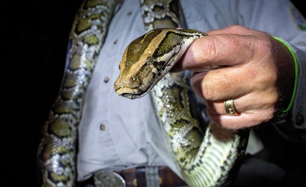 60 pytonów w 10 dni. Pierwsza kobieta wygrywa zawody w zabijaniu węży