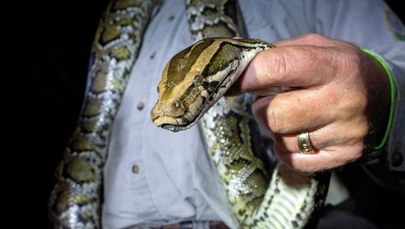 60 pytonów w 10 dni. Pierwsza kobieta wygrywa zawody w zabijaniu węży