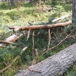 62-latek zginął przy wycince drzew