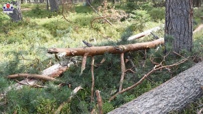 62-latek zginął przy wycince drzew