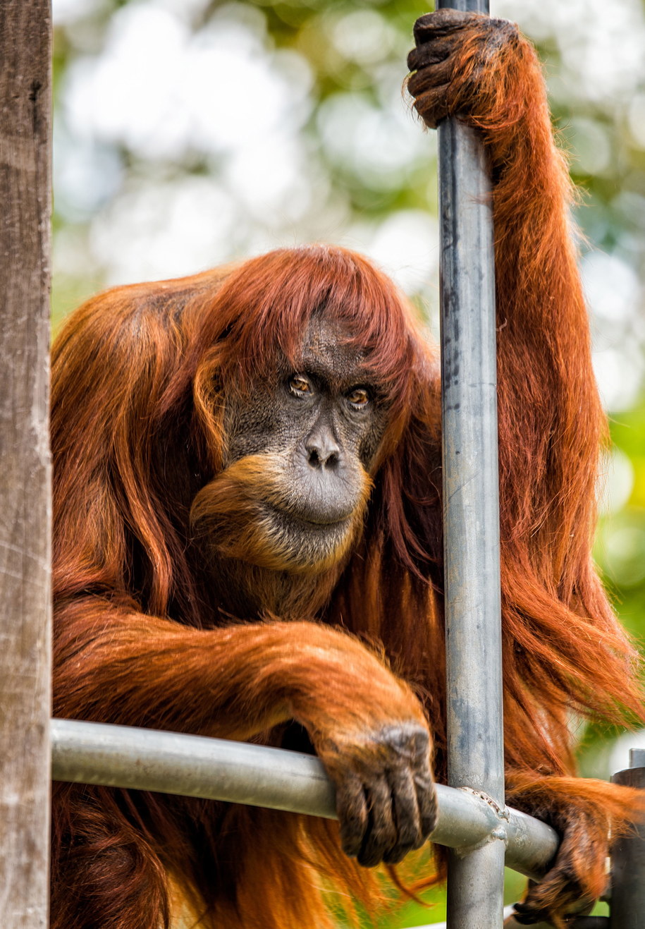 62-letnia Puan - najstarszy orangutan świata /ALEX ASBURY /PAP/EPA