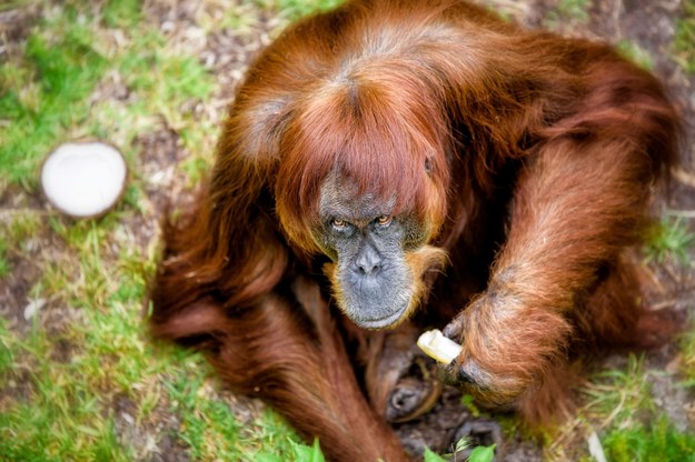 62-letnia Puan - najstarszy orangutan świata /ALEX ASBURY /PAP/EPA