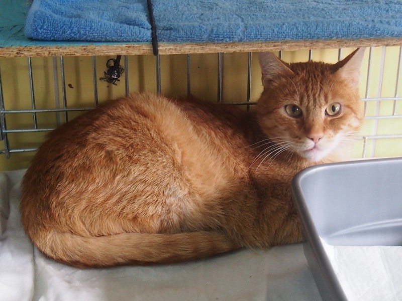 7-letni kocur, który został oddany do schroniska przez opiekuna /TOZ Schronisko dla Bezdomnych Zwierząt we Wrocławiu /Internet