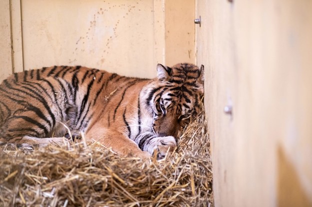 7 tygrysów przebywa obecnie w poznańskim zoo /Marek Zakrzewski /PAP