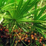 7 właściwości palmy sabałowej