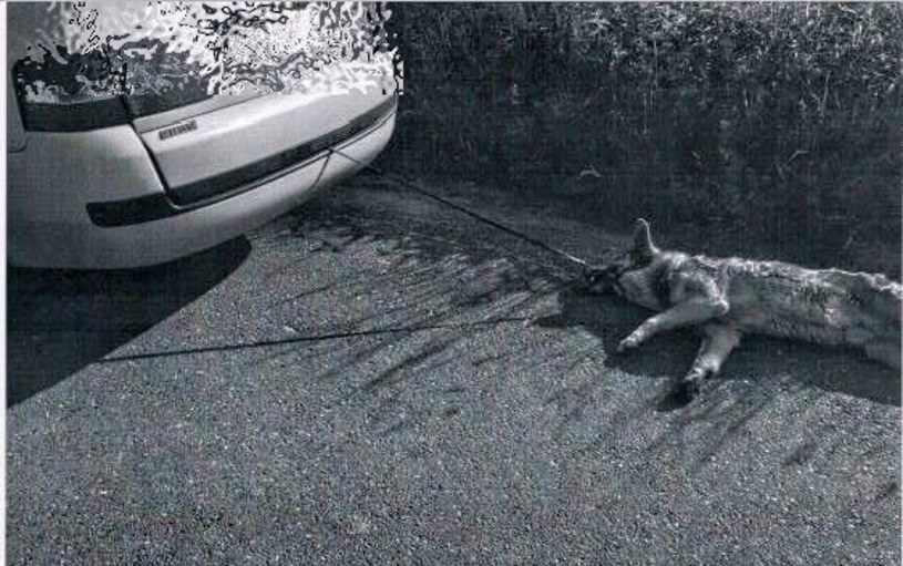 70-latek ciągnął psa na smyczy za samochodem /Policja