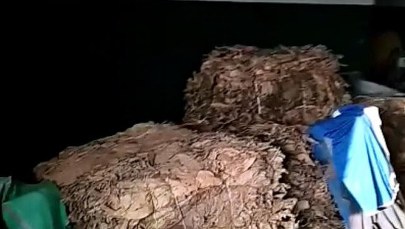 700 kilogramów tytoniu przejęli policjanci z Brzeska w Małopolsce. Dwie osoby zostały zatrzymane