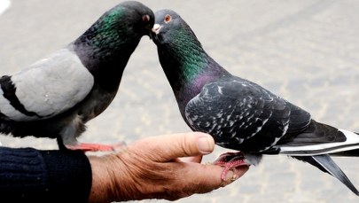 8-latek z Kalisza pogryziony przez ptasie kleszcze