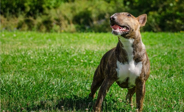 8-latek z obrażeniami twarzy trafił do szpitala. Zaatakował go pies