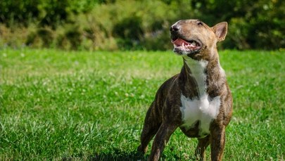 8-latek z obrażeniami twarzy trafił do szpitala. Zaatakował go pies