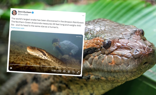 8 m długości i 200 kg wagi. Monstrualny wąż odkryty w Amazonii [FILM]