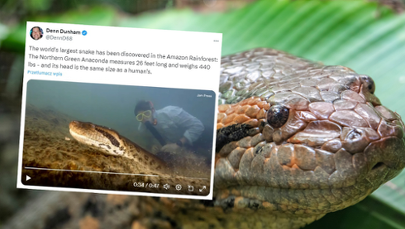 8 m długości i 200 kg wagi. Monstrualny wąż odkryty w Amazonii [FILM]