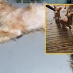 8 psów w opłakanym stanie. Szokujące odkrycie w Jaworznie