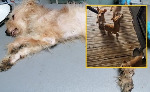 8 psów w opłakanym stanie. Szokujące odkrycie w Jaworznie