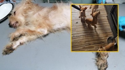 8 psów w opłakanym stanie. Szokujące odkrycie w Jaworznie