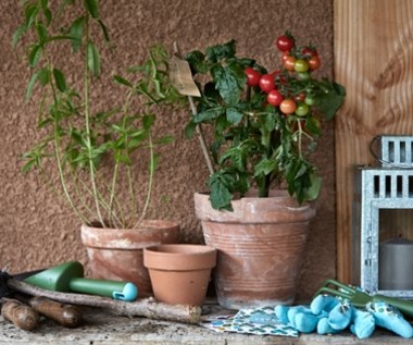 8 roślin, które możesz uprawiać w domu