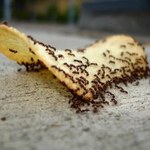 8 sposobów na pozbycie się mrówek