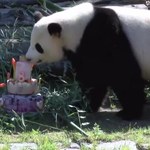 8. urodziny pandy. W prezencie dostała tort z owoców i bambusa