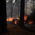 80 niszczycielskich pożarów szaleje w USA. Nie pomagają fala gorąca i susza