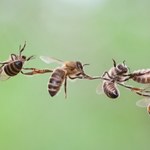 81-latek użądlony przez ponad 1000 pszczół