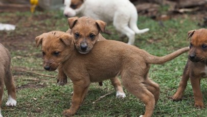 83-latek porzucił szczenięta. Świadkowie wezwali policję