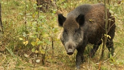 85-latkę zaatakował dzik. Są wyniki sekcji zwłok kobiety