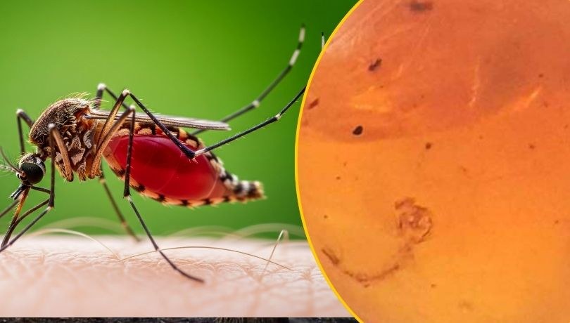 99 milionów lat w bursztynie! Najstarsza larwa komara odkryta – co ujawnia niezwykłe znalezisko z czasów dinozaurów? /Shutterstock/André Amaral z Uniwersytetu w Monachium /