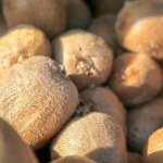 99 procent Polaków obiera, a to błąd. Traci przez to najcenniejsze właściwości