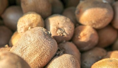 99 procent Polaków obiera, a to błąd. Traci przez to najcenniejsze właściwości