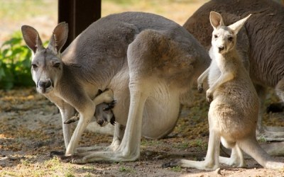 A kangury na to: niemożliwe /AFP