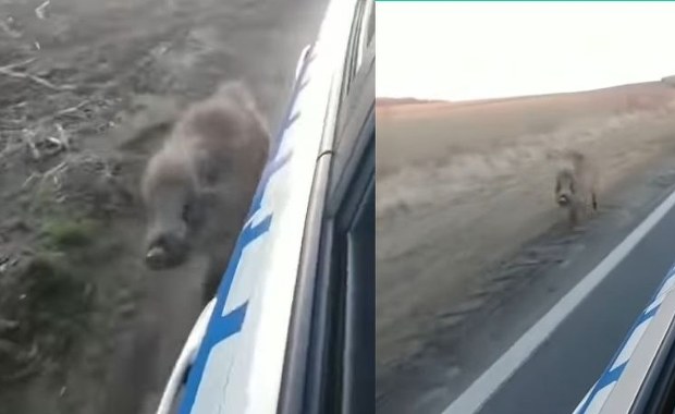 "A nie tam z Chodakowską będziesz biegał". Dzik Franek z policyjną "eskortą"