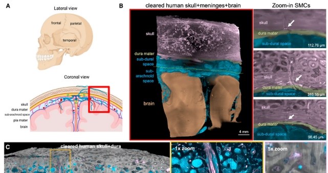 A) Regiony czaszki i widok z góry przedstawiający warstwy opon mózgowo-rdzeniowych i mózg. B) Obraz mikroskopowy oczyszczonej tkanki odpowiadający czerwonej ramce w A. Prawe panele pokazują połączenia czaszki z oponami mózgowymi /(Kolabas i in., Cell, 2023) /domena publiczna