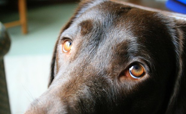 A wszystko to przez te psie oczy...