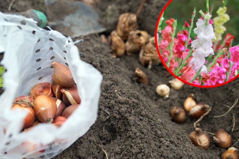 ABC wykopywania mieczyków. Bez trudu przetrwają nawet uciążliwą zimę